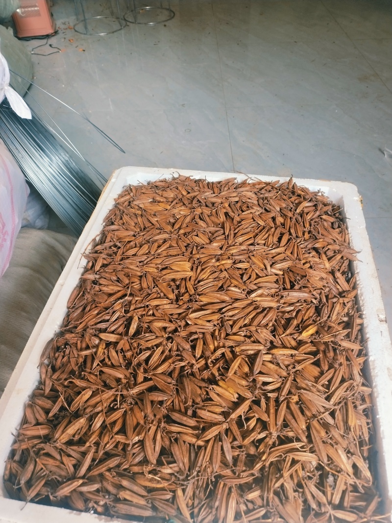 白及果夹供应，保证质量，精选品质，需要的请联系
