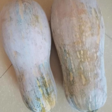 【推荐】云南精品蜜本南瓜，产地供应，价格真实，欢迎选购