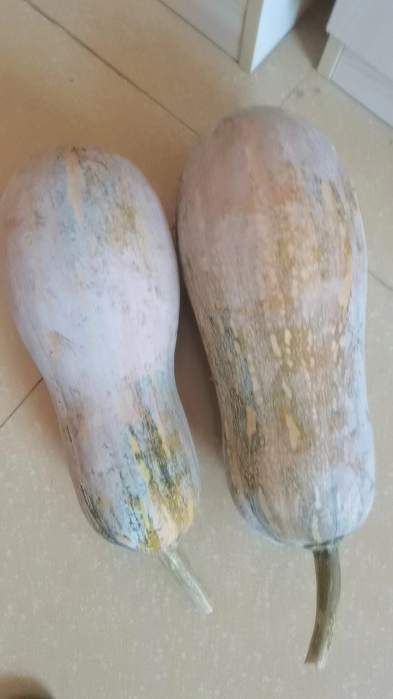 【推荐】云南精品蜜本南瓜，产地供应，价格真实，欢迎选购