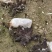 产地直发精品羊肚菌现摘现发货量充足价格优惠可发全国