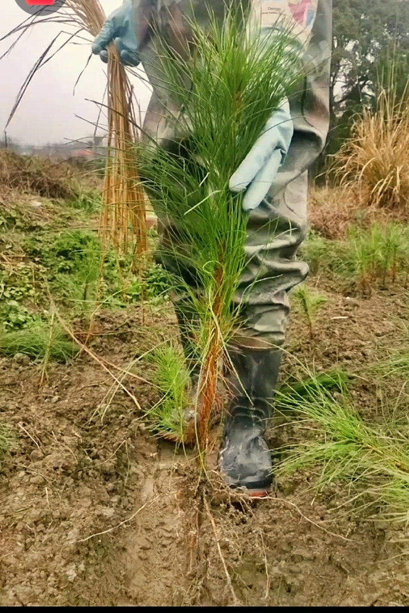 杉树苗，松树苗