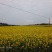 菜籽花、菜籽油