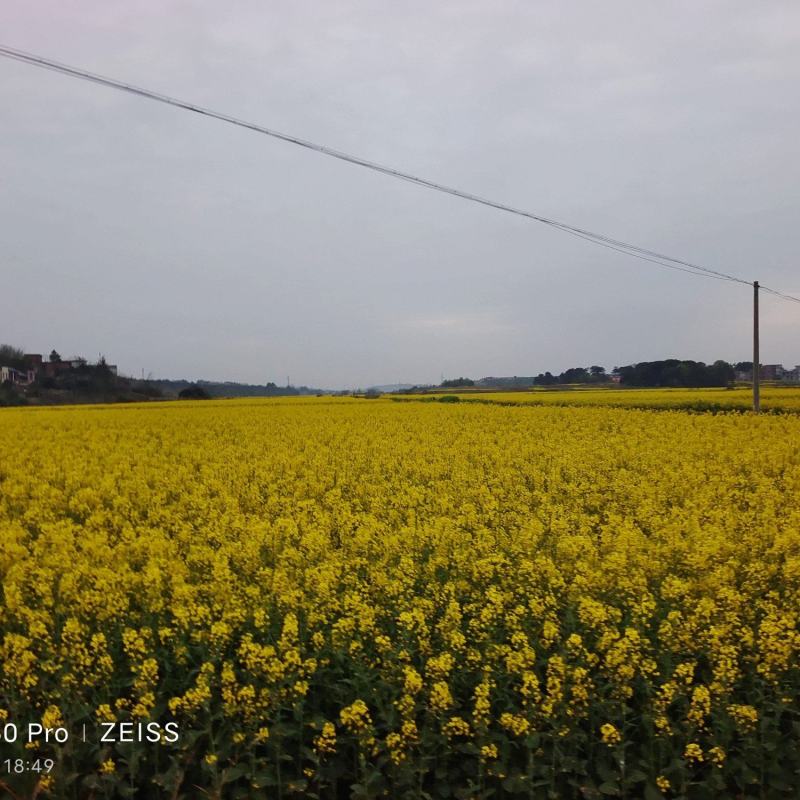 菜籽花、菜籽油