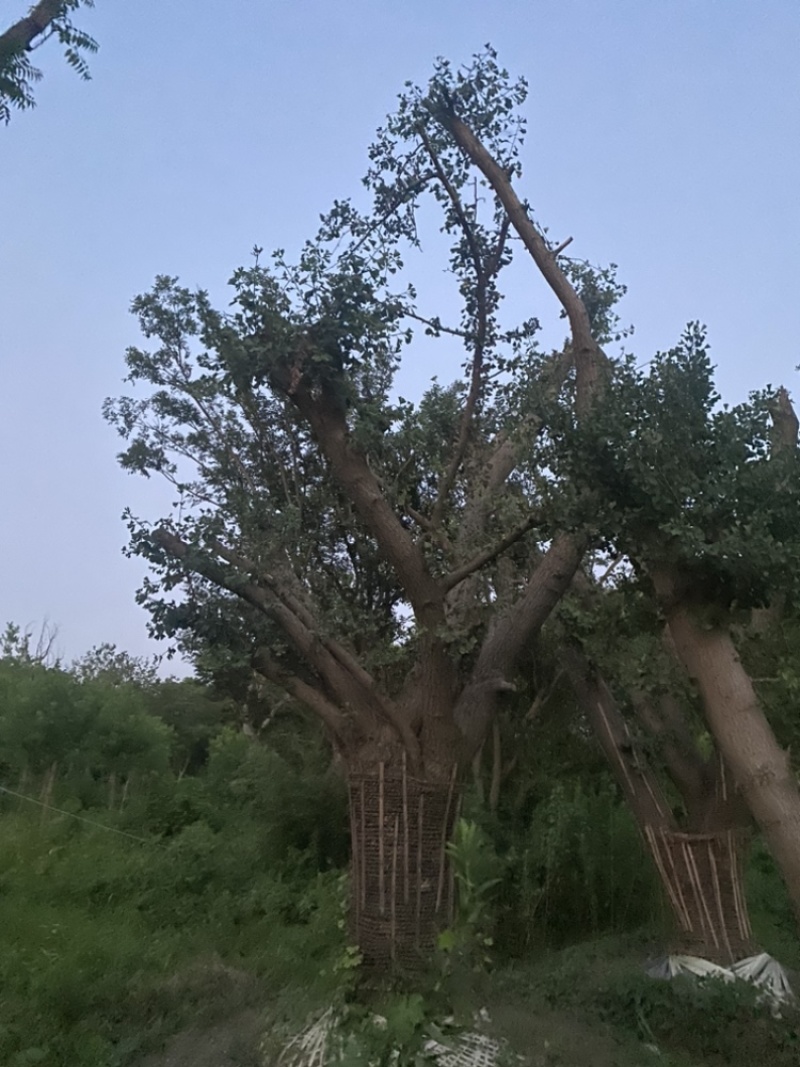 70公分银杏树-基地直销，百年古树，高端大气