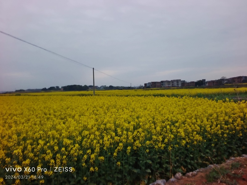 菜籽花、菜籽油