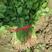 香菜粗根大叶一手货源按需求装货割根挖根都可以