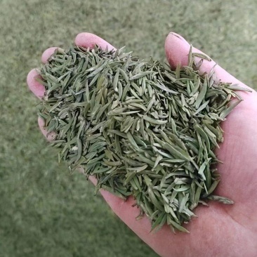 明前茶