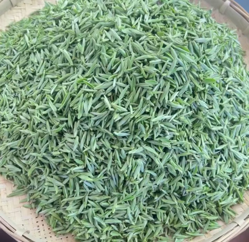 明前茶