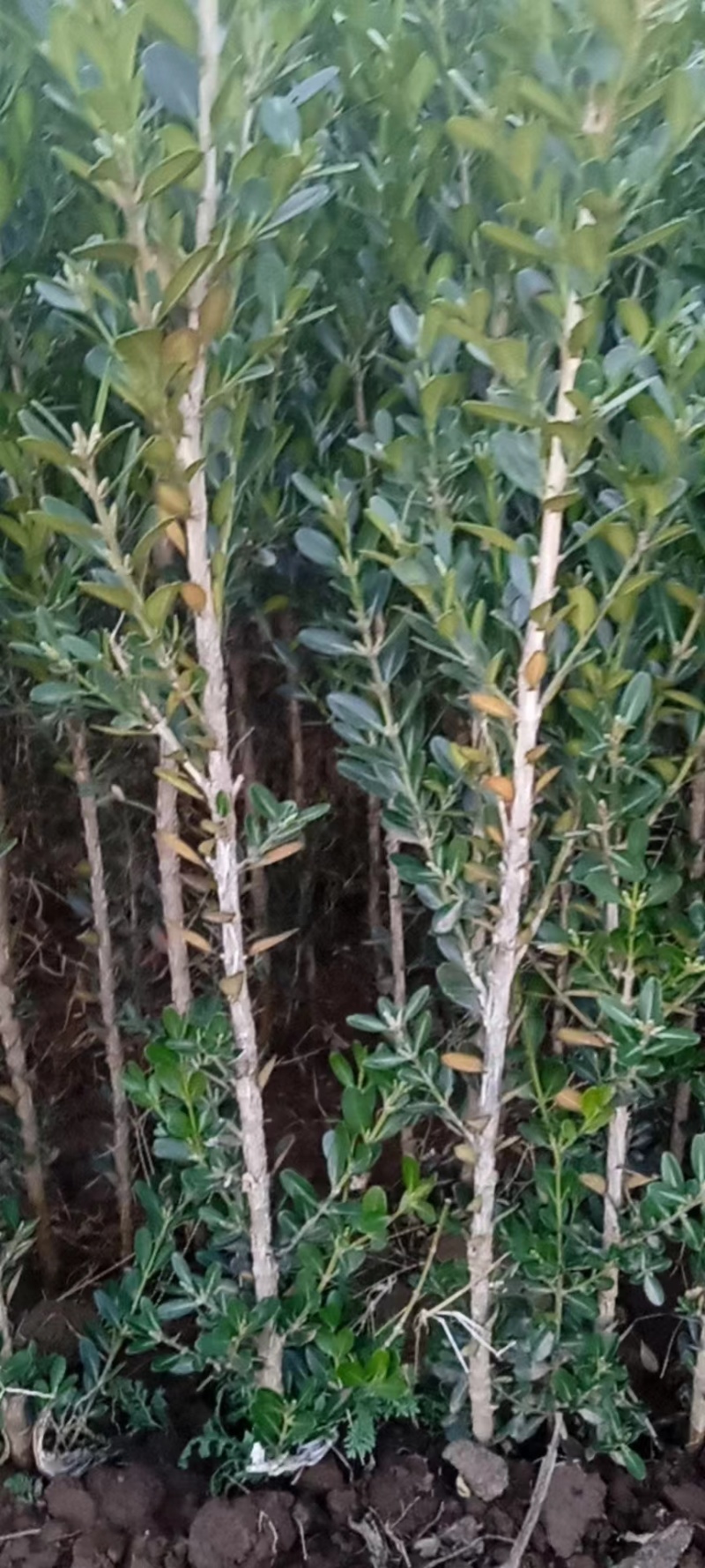黄杨
