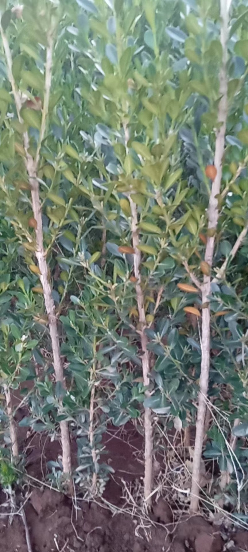 黄杨