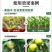 奥植丰0.004%14-羟基芸苔素甾醇植物生长调节剂