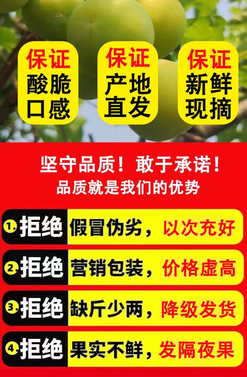 三月李新鲜现摘青李酸脆李当季孕妇水果早熟三华