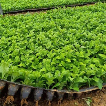 各种菊花苗，基地直供，量大从优，代育各种工程苗