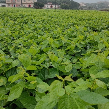 桑叶芽，广东地区，桑蚕基地有大量的桑叶芽，桑芽菜