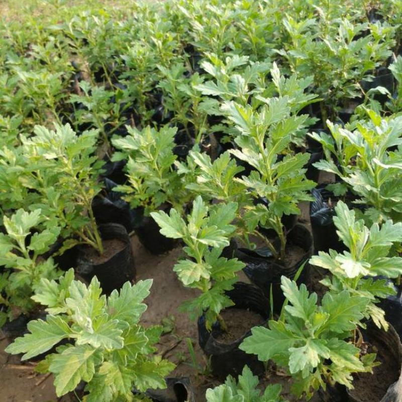 各种菊花苗，基地直供，量大从优，代育各种工程苗