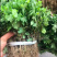 各种菊花苗，基地直供，量大从优，代育各种工程苗