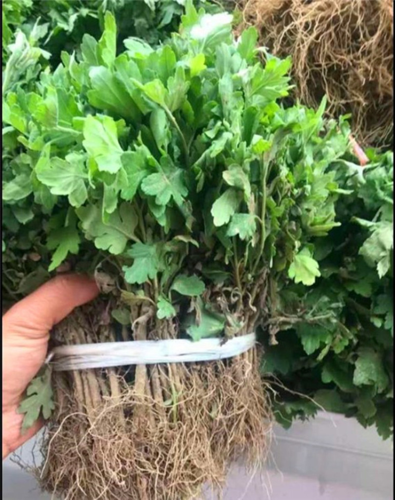 各种菊花苗，基地直供，量大从优，代育各种工程苗