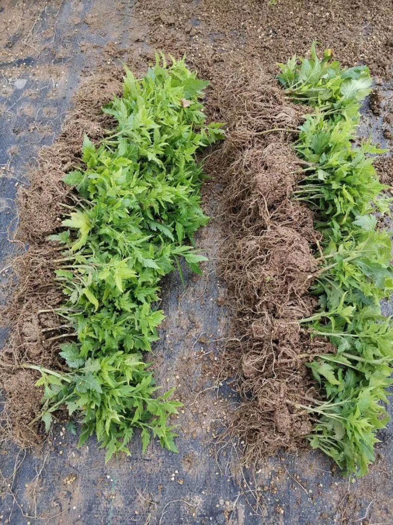 各种菊花苗，基地直供，量大从优，代育各种工程苗