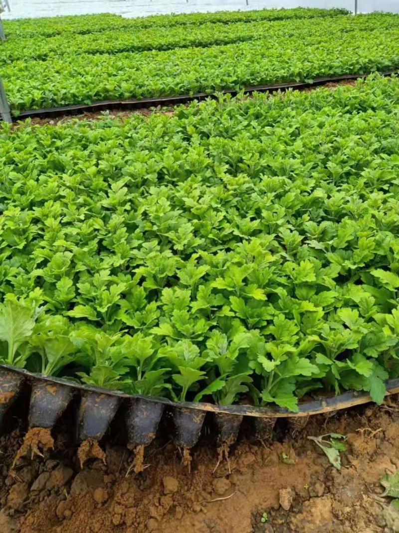 各种菊花苗，基地直供，量大从优，代育各种工程苗