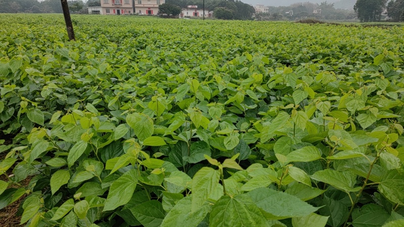 桑叶芽，广东地区，桑蚕基地有大量的桑叶芽，桑芽菜