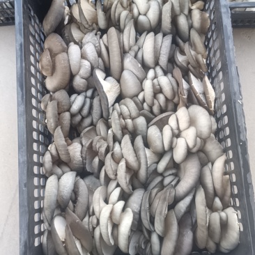 平菇~精品~只做精品菇