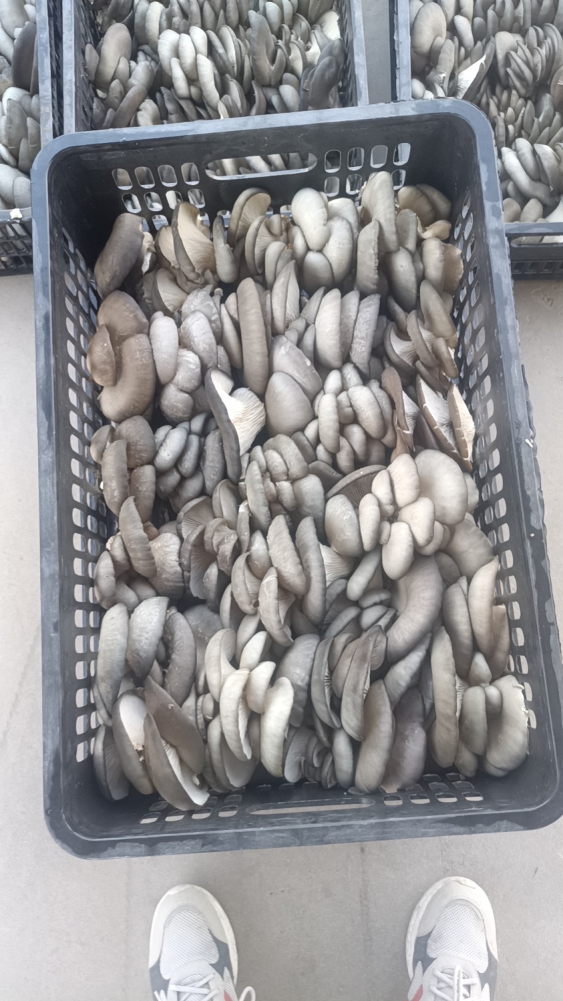 平菇~精品~只做精品菇