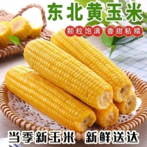 东北黄糯玉米优质粗粮（单棒250g+)到手10棒