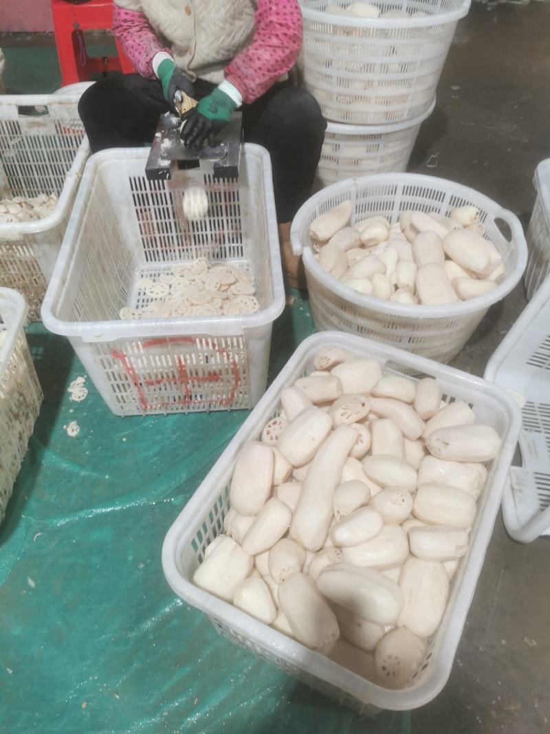 本人专业出售，清水藕片，还有专业清水藕段