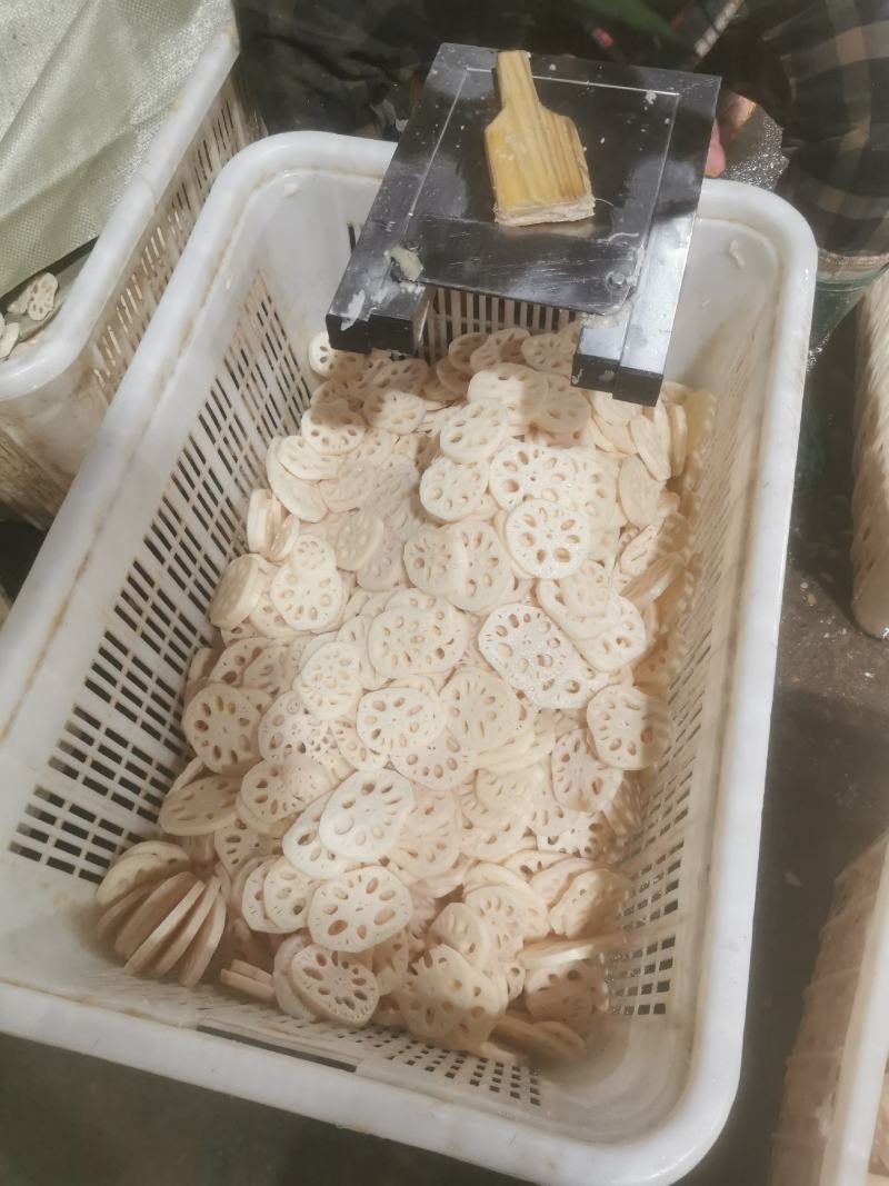 本人专业出售，清水藕片，还有专业清水藕段