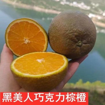 黑美人棕橙一件代发