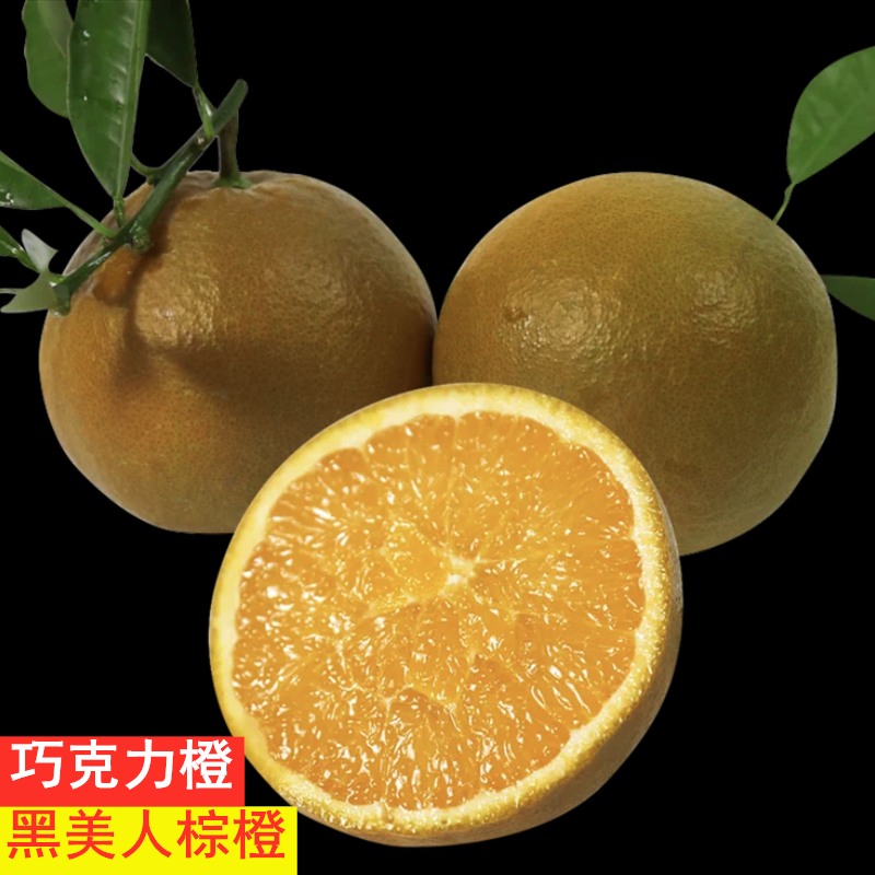 黑美人棕橙一件代发