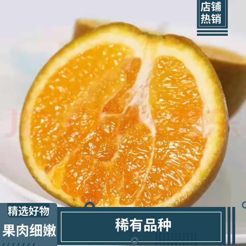 黑美人棕橙一件代发