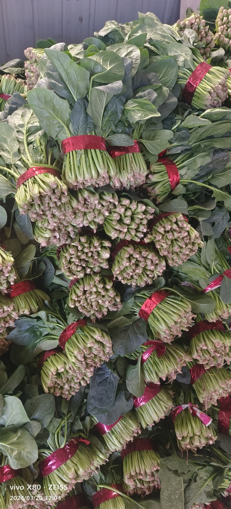 大叶菠菜大量供应，价格不贵，货源稳定，要的老板联系