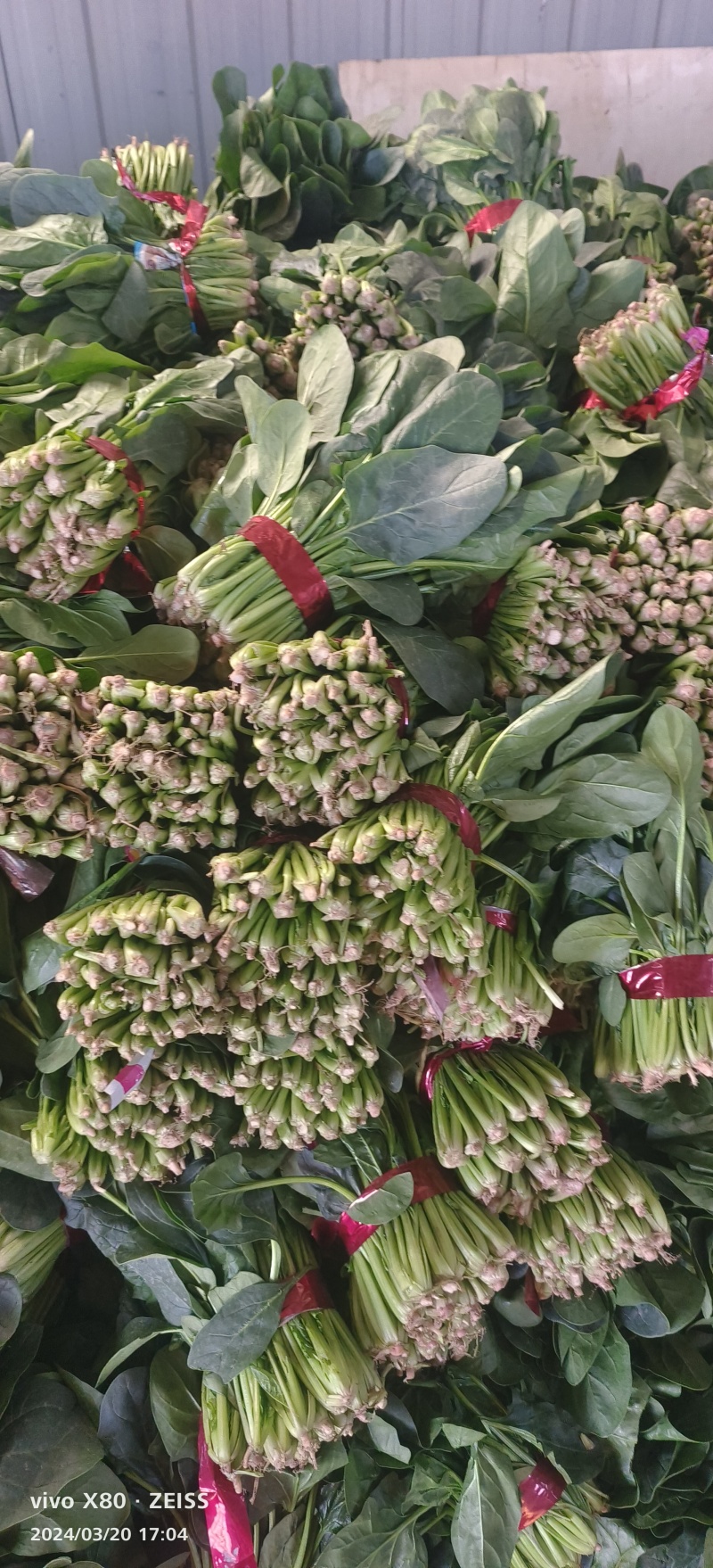 大叶菠菜大量供应，价格不贵，货源稳定，要的老板联系
