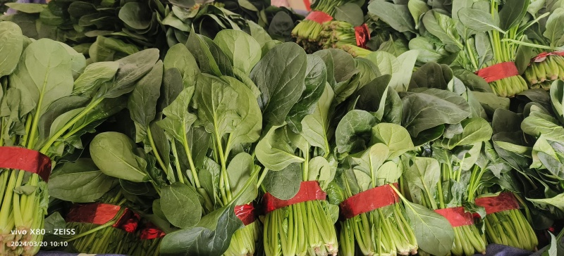 大叶菠菜大量供应，价格不贵，货源稳定，要的老板联系