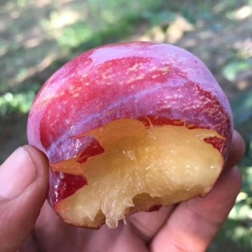 脆红李子苗，正宗晚熟脆红李，四川苗，品种纯，基地直销
