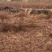 脆红李子苗，正宗晚熟脆红李，四川苗，品种纯，基地直销