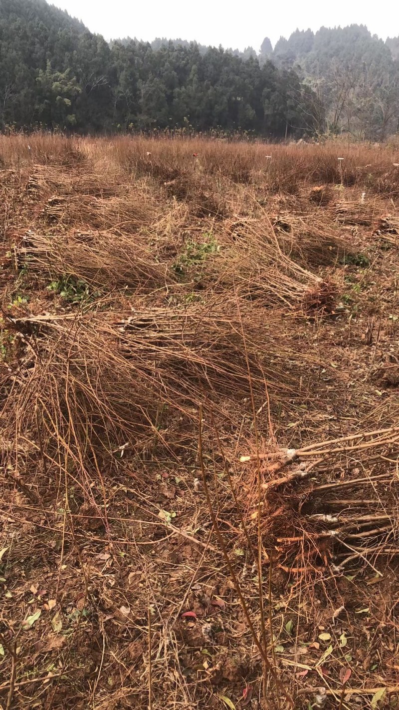 脆红李子苗，正宗晚熟脆红李，四川苗，品种纯，基地直销