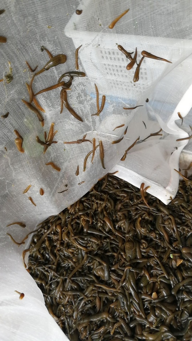 宽体金线蛭苗蚂蟥包技术包回收成品签订收购合同