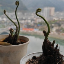 水蕨菜！网红蕨菜盆栽盆景古装老桩水蕨菜