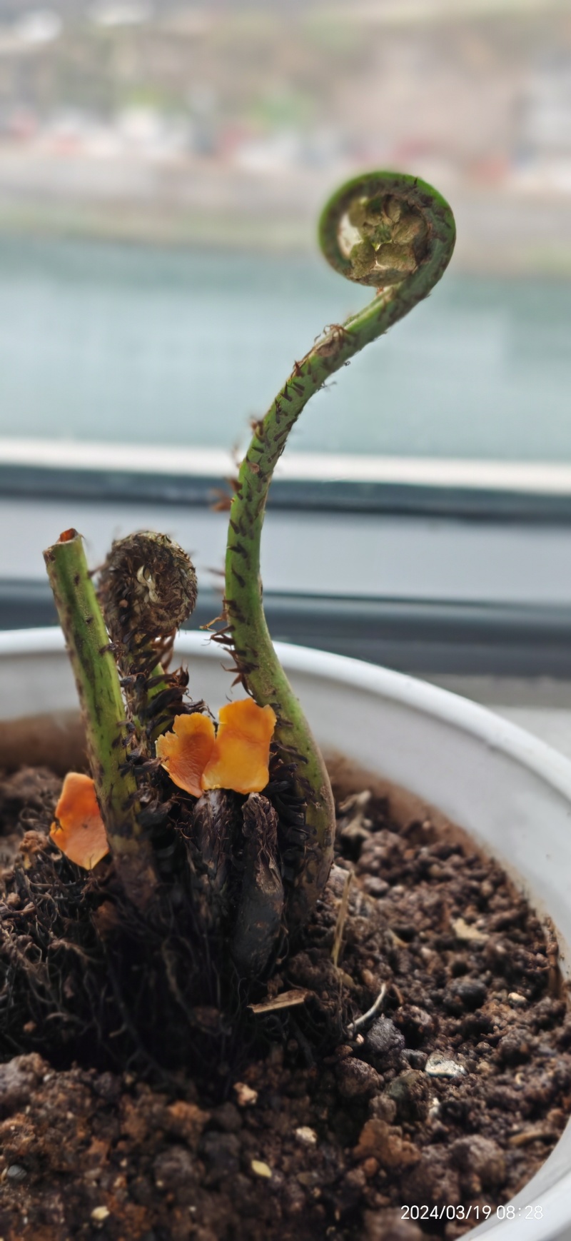 水蕨菜！网红蕨菜盆栽盆景古装老桩水蕨菜