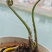 水蕨菜！网红蕨菜盆栽盆景古装老桩水蕨菜