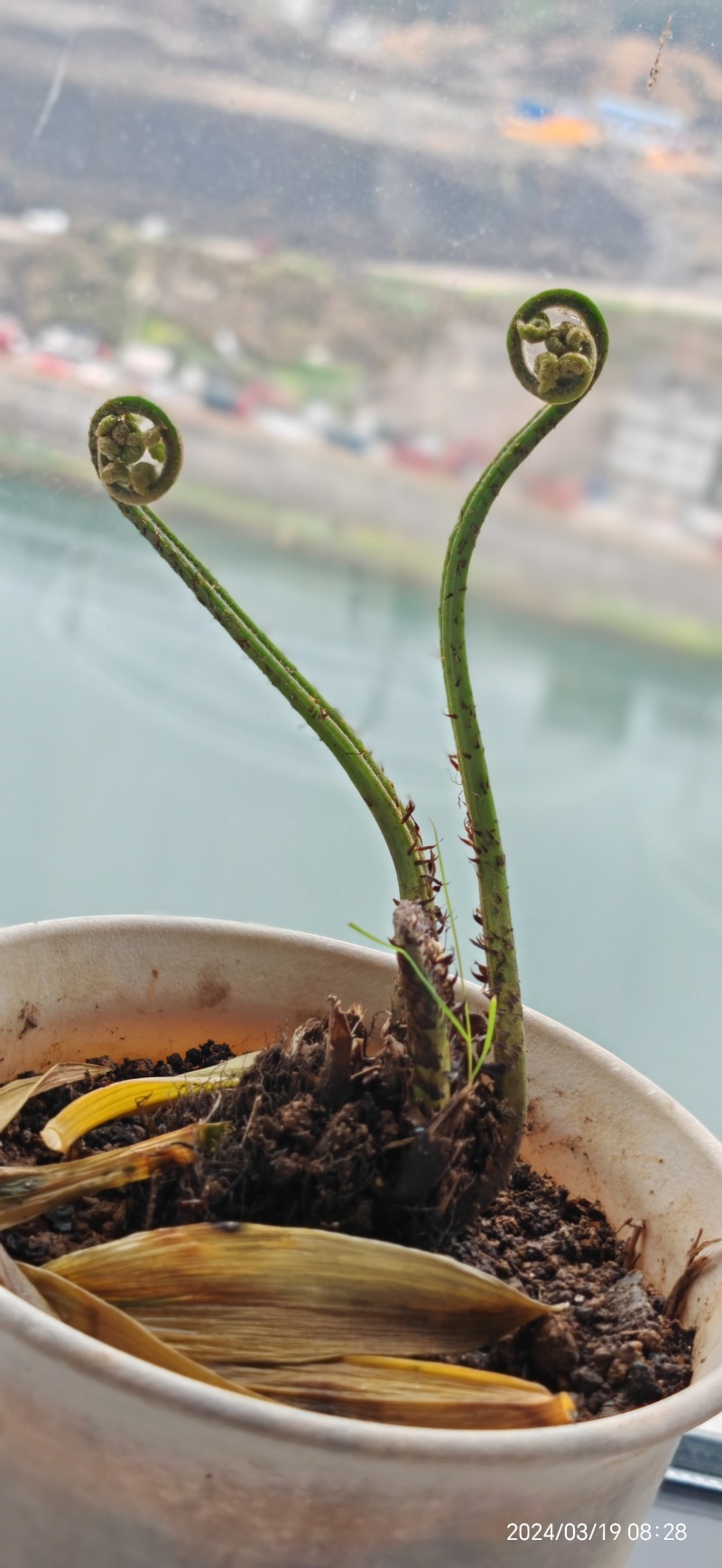 水蕨菜！网红蕨菜盆栽盆景古装老桩水蕨菜
