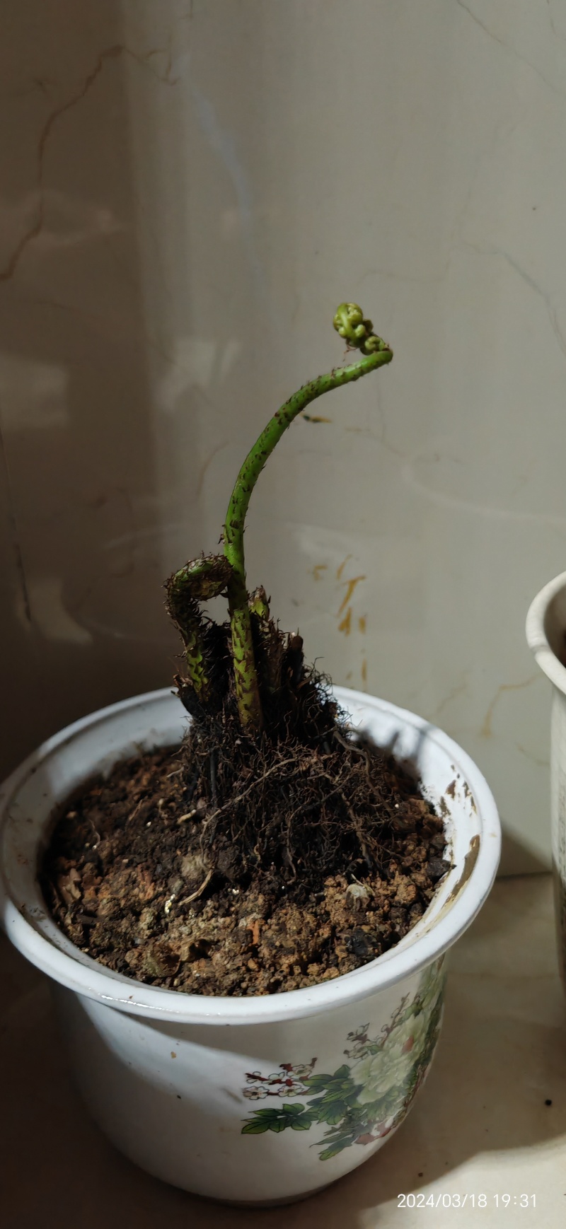 水蕨菜！网红蕨菜盆栽盆景古装老桩水蕨菜