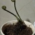 水蕨菜！网红蕨菜盆栽盆景古装老桩水蕨菜