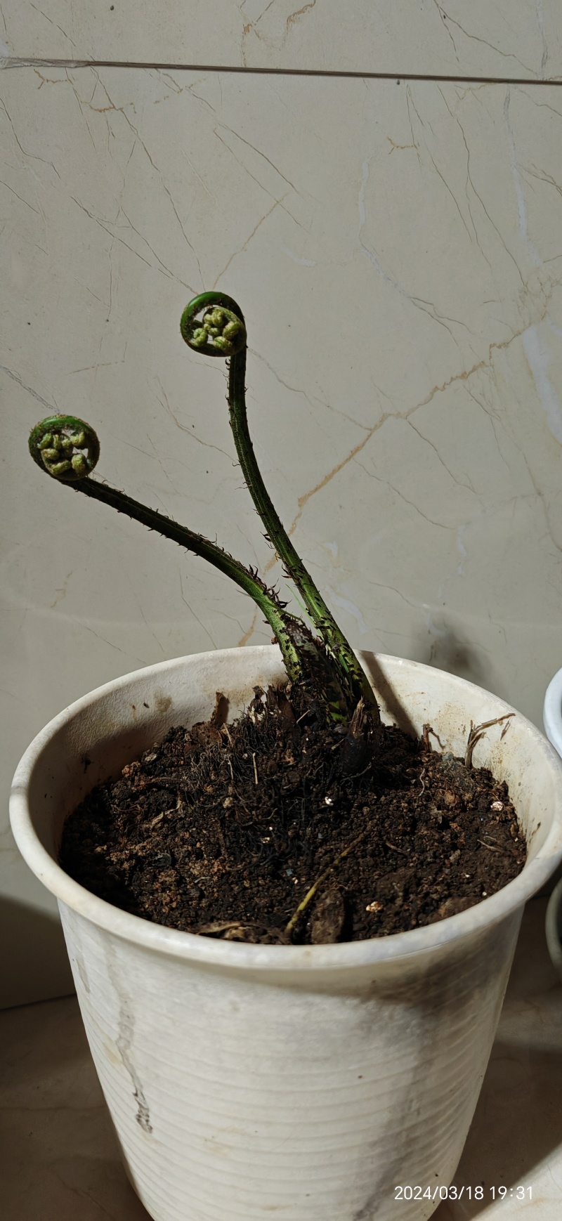 水蕨菜！网红蕨菜盆栽盆景古装老桩水蕨菜