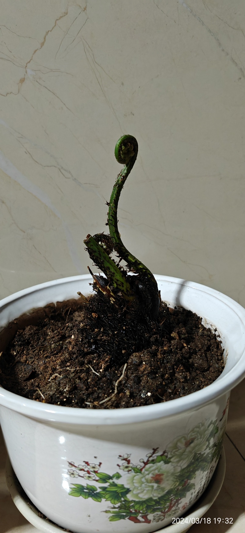 水蕨菜！网红蕨菜盆栽盆景古装老桩水蕨菜