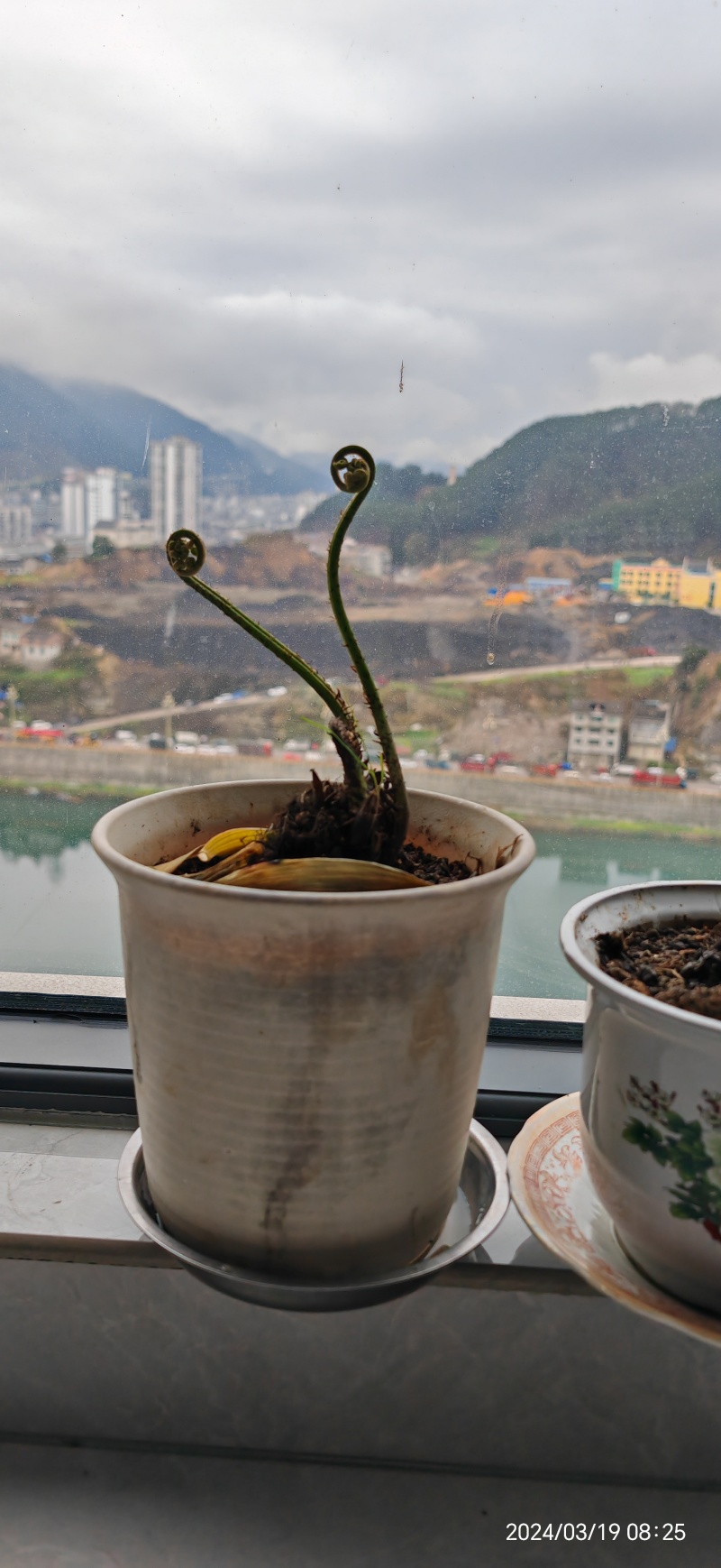 水蕨菜！网红蕨菜盆栽盆景古装老桩水蕨菜