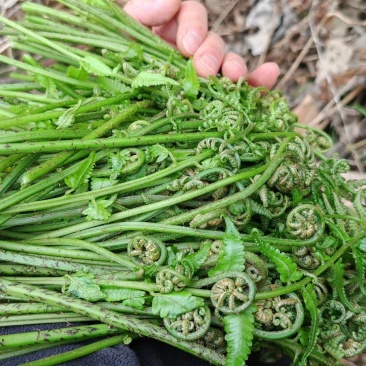 水蕨菜！网红蕨菜水蕨菜野生河边溪边水蕨菜贵州野菜