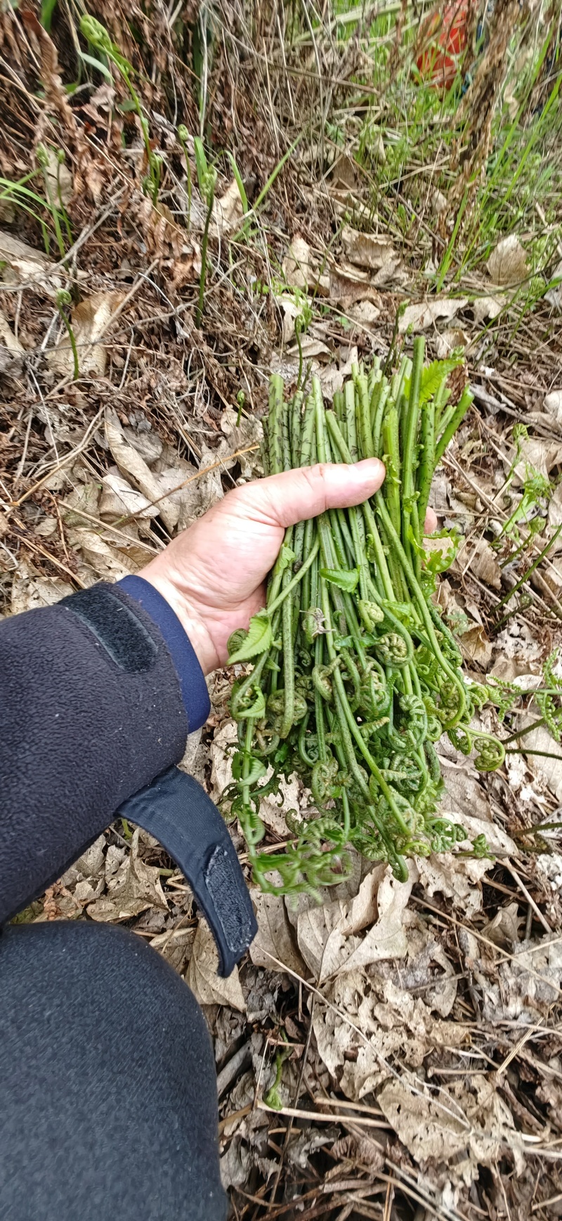 水蕨菜！网红蕨菜水蕨菜野生河边溪边水蕨菜贵州野菜